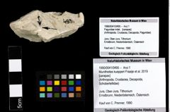 Foto (Objekt + Etiketten) von Munitheites kuepperi (Fraaije et al., 2019) 